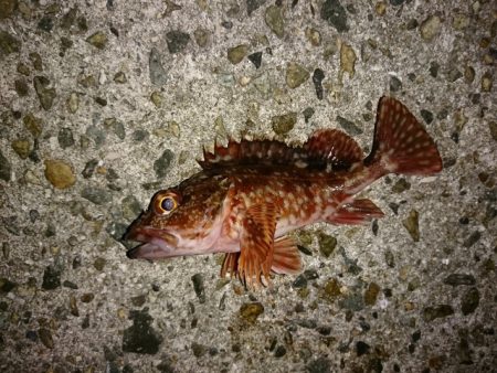 淡路島のロックフィッシュゲーム